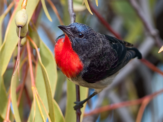 Small bird tree branch leaves free wallpaper for desktop - medium preview image
