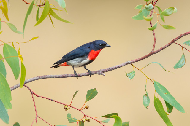 Small bird perched branch tree #14 free wallpaper for desktop - medium preview image