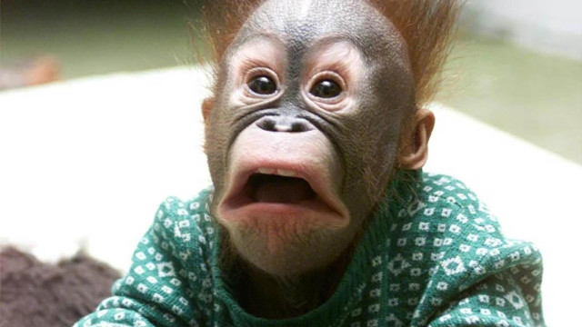 Surprised monkey green sweater face free wallpaper for desktop - medium preview image