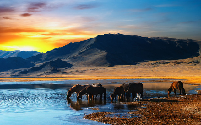 Horses drinking water lake sunset free wallpaper for desktop - medium preview image