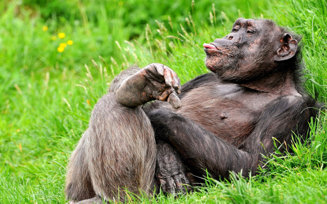 Monkey sitting grass hands back free wallpaper for desktop - medium preview image