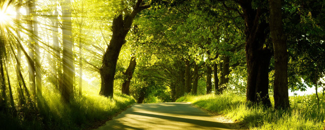 Sunny road trees grass nature free wallpaper for desktop - medium preview image