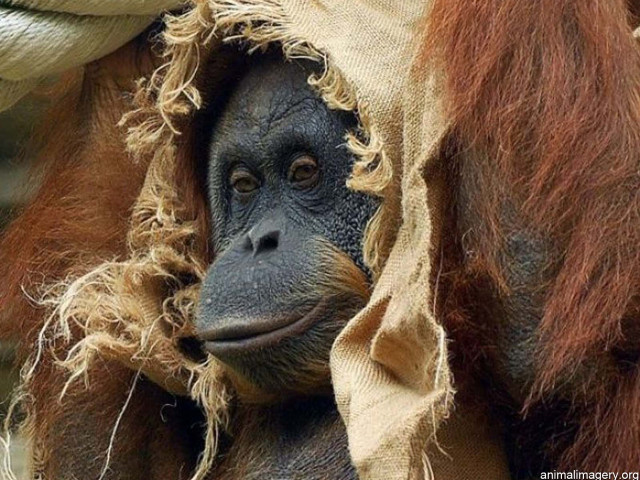 Monkey wrapped blanket smile face free wallpaper for desktop - medium preview image