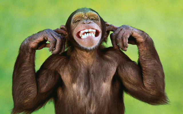 Monkey funny expression hands on free wallpaper for desktop - medium preview image