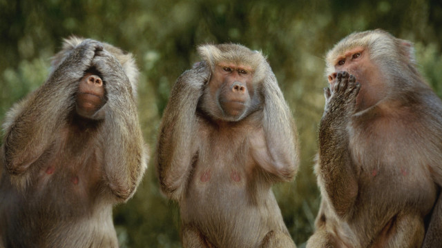 Three monkeys blurry dog lion free wallpaper for desktop - medium preview image