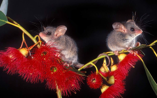 Two mice red flower leaves free wallpaper for desktop - medium preview image