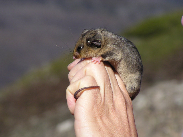 Small animal held hand rocky #2 free wallpaper for desktop - medium preview image