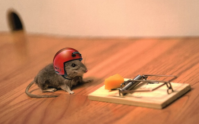 Mouse helmet mouse trap wooden free wallpaper for desktop - medium preview image