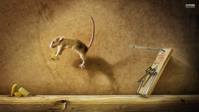 Mouse eating fruit table mouse free wallpaper for desktop - medium preview image