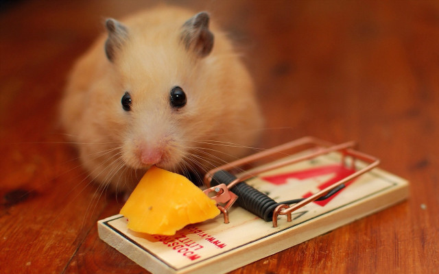 Mouse eating cheese mousetrap table free wallpaper for desktop - medium preview image