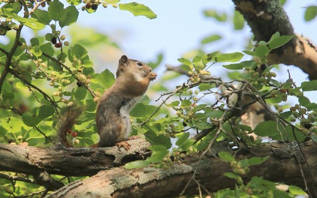 Squirrel tree branch looking sky free wallpaper for desktop - medium preview image