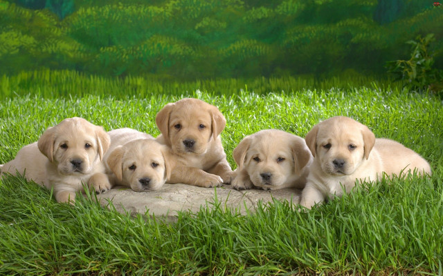 Puppies laying rock grass green #2 free wallpaper for desktop - medium preview image