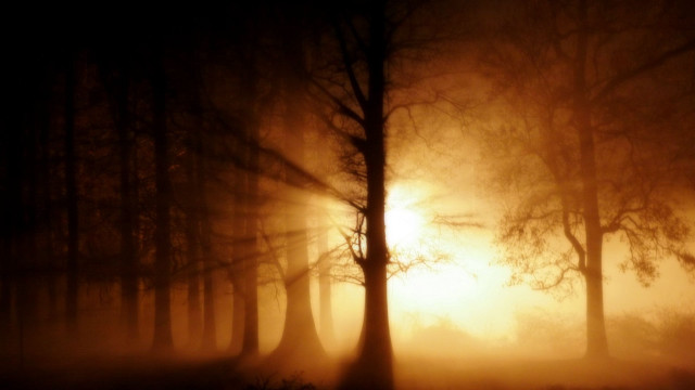 Foggy forest sunset trees atmospheric free wallpaper for desktop - medium preview image