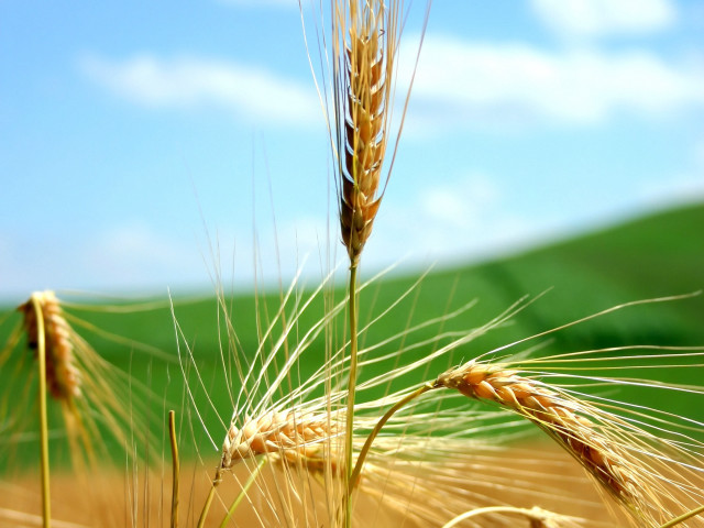 Wheat field blue sky clouds #7 free wallpaper for desktop - medium preview image