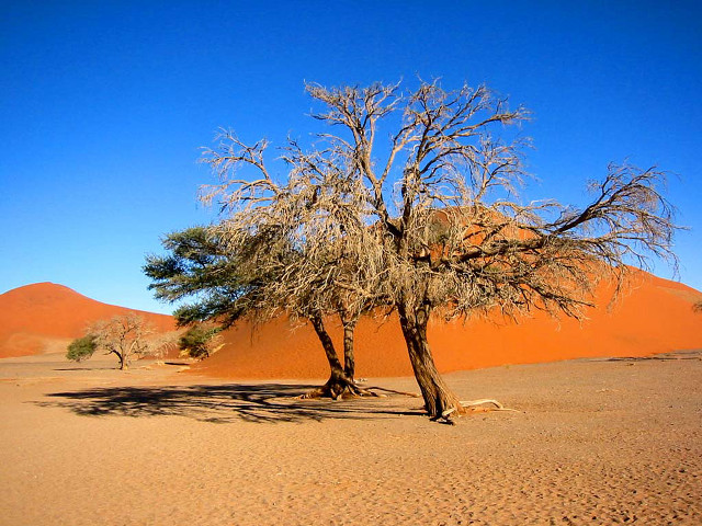 Tree desert sand dunes blue free wallpaper for desktop - medium preview image