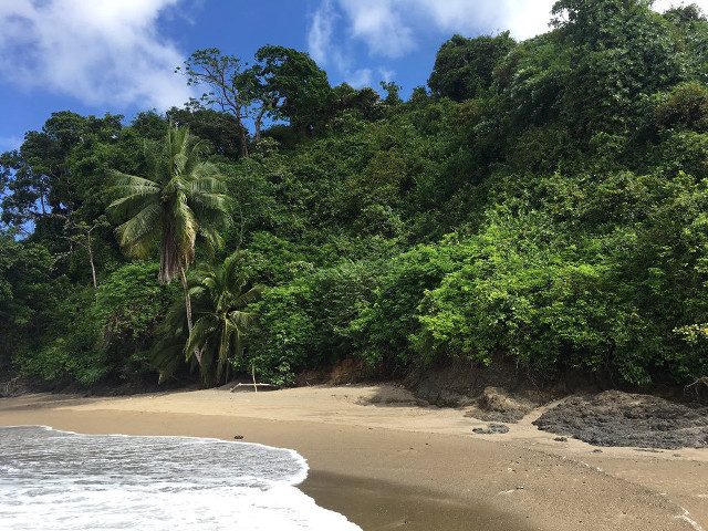 Sandy beach trees blue sky free wallpaper for desktop - medium preview image