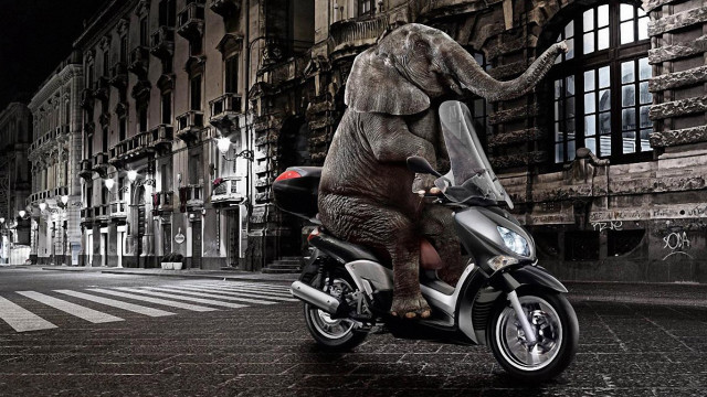 Elephant motorcycle city night street free wallpaper for desktop - medium preview image