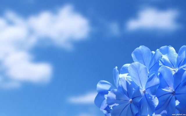 Blue flower sky background clouds #2 free wallpaper for desktop - medium preview image