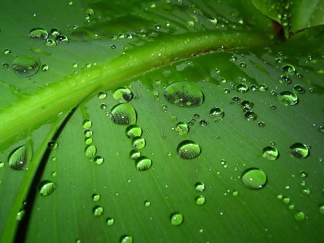 Green leaf water droplets green #2 free wallpaper for desktop - medium preview image