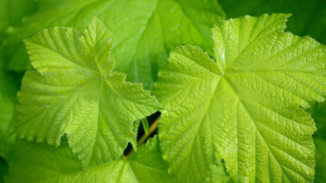 Green leaf blurry background nature free wallpaper for desktop - medium preview image
