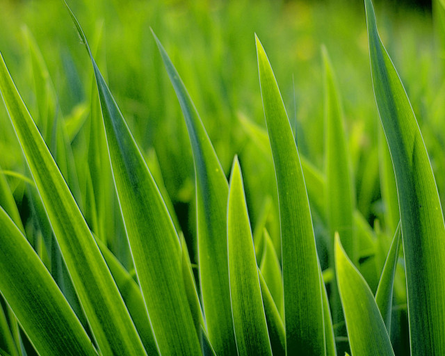 Green grass closeup macro blurry free wallpaper for desktop - medium preview image