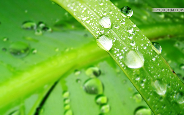 Green leaf water drops macro #15 free wallpaper for desktop - medium preview image