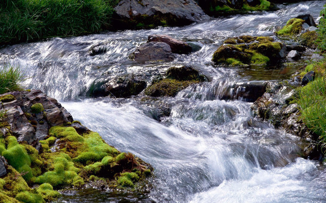 Stream water forest lush green free wallpaper for desktop - medium preview image