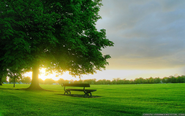 Park bench tree field sunset #5 free wallpaper for desktop - medium preview image