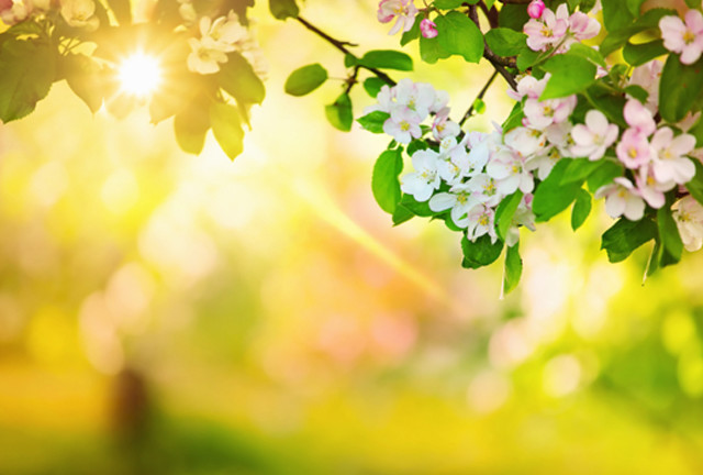 White flower tree sunlight bokeh free wallpaper for desktop - medium preview image