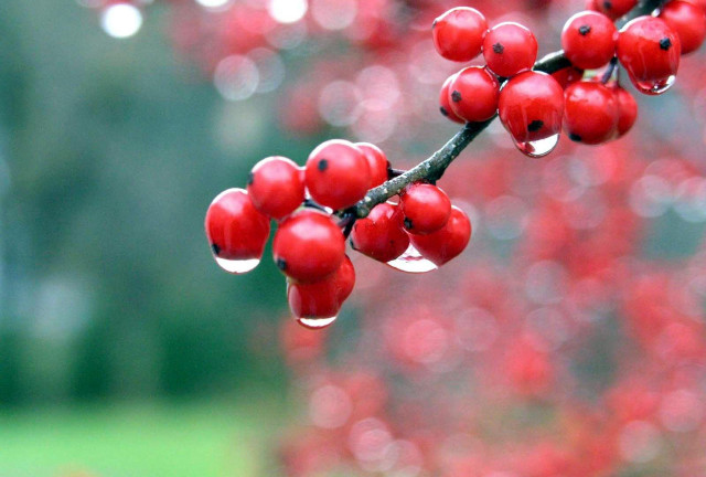 Branch red berries leaves water #2 free wallpaper for desktop - medium preview image