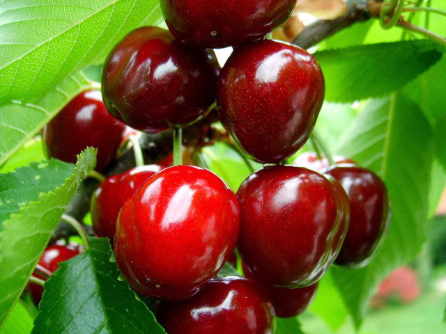 Cherries hanging tree branch leaves free wallpaper for desktop - medium preview image