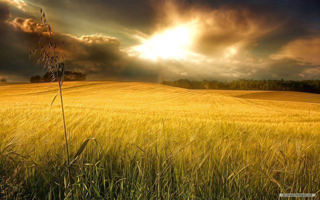 Sunset field tree clouds grass free wallpaper for desktop - medium preview image