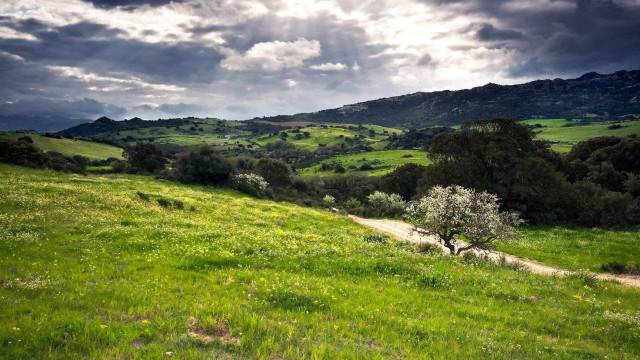 Grassy field dirt path tree free wallpaper for desktop - medium preview image
