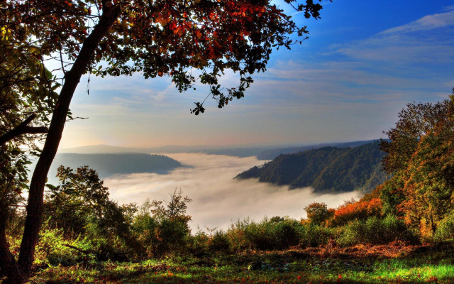 Valley fog trees autumn matte free wallpaper for desktop - medium preview image