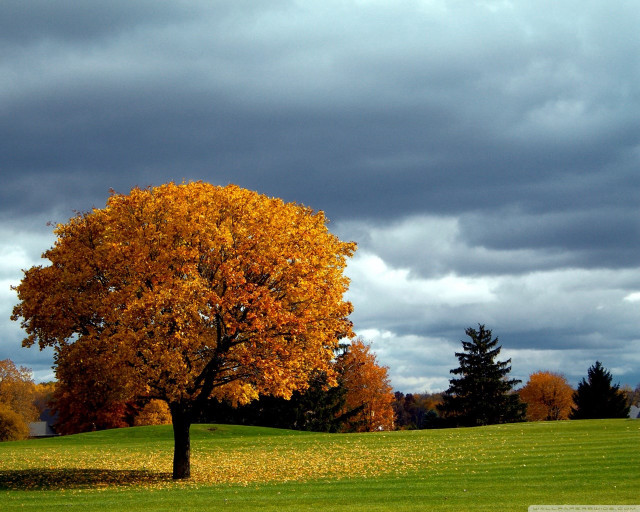 Yellow leaves tree field cloudy free wallpaper for desktop - medium preview image