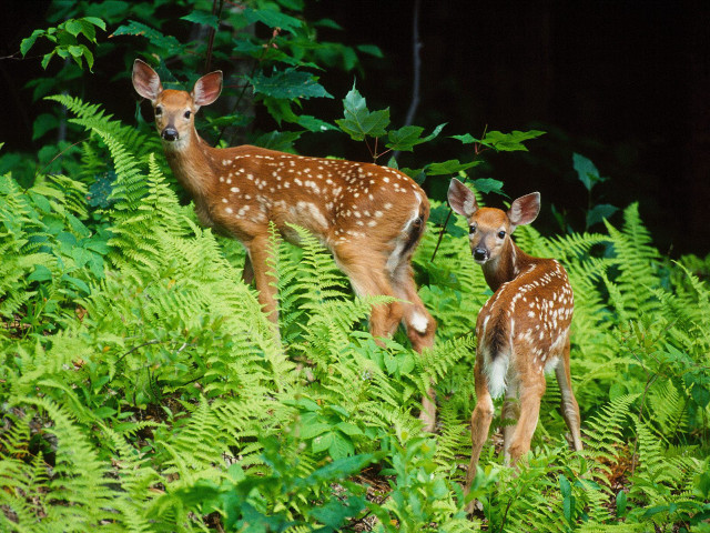 Two deer lush green forest free wallpaper for desktop - medium preview image