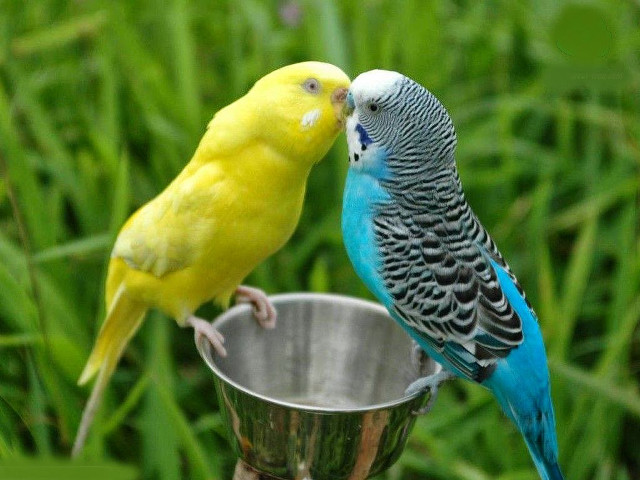Two birds kissing metal cup free wallpaper for desktop - medium preview image