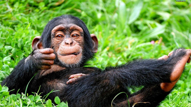Chimpanzee sitting grass hands face free wallpaper for desktop - medium preview image