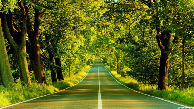 Road lined with trees and #3 free wallpaper for desktop - medium preview image
