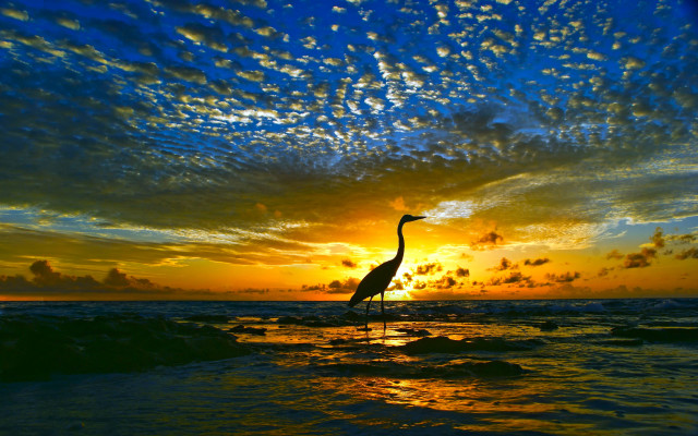 Bird sunset water clouds reflection free wallpaper for desktop - medium preview image