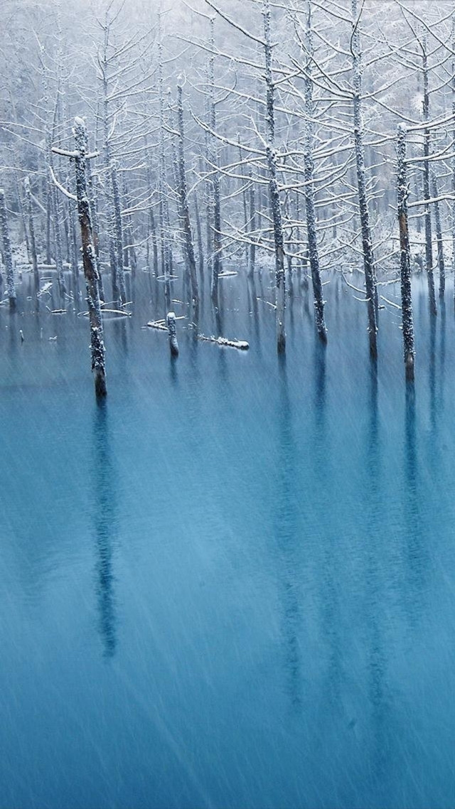 Trees water snow reflection winter free wallpaper for mobile - medium preview image