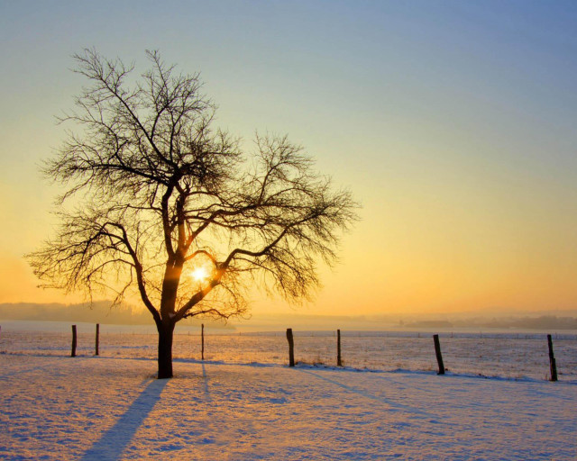 Tree snow sunset fence background free wallpaper for desktop - medium preview image