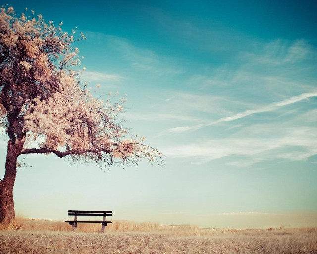 Bench under tree field sky free wallpaper for desktop - medium preview image