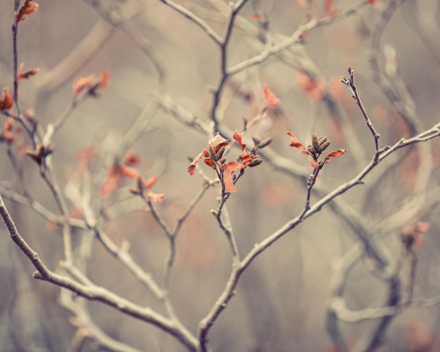 Tree small leaves no leaves free wallpaper for desktop - medium preview image