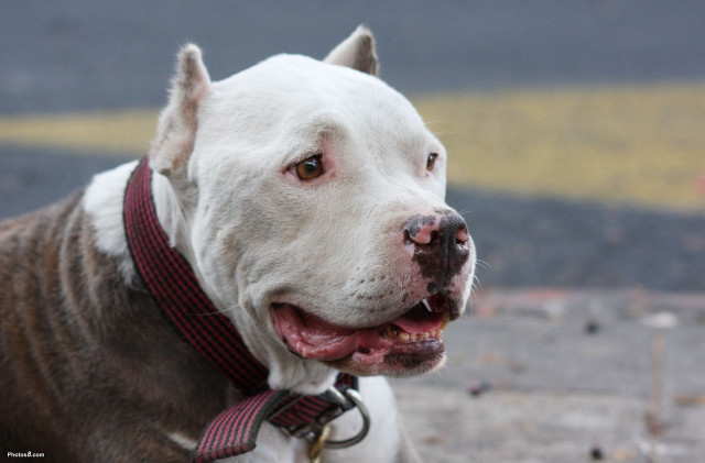 Dog red collar sitting looking free wallpaper for desktop - medium preview image