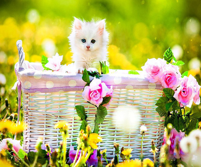 Kitten basket flowers garden blurry free wallpaper for desktop - medium preview image