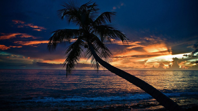 Palm tree silhouette sunset ocean free wallpaper for desktop - medium preview image