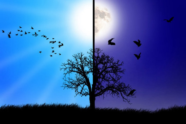 Full moon birds tree gothic free wallpaper for desktop - medium preview image