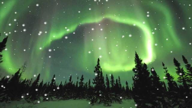 Green purple aurora borealis trees free wallpaper for desktop - medium preview image