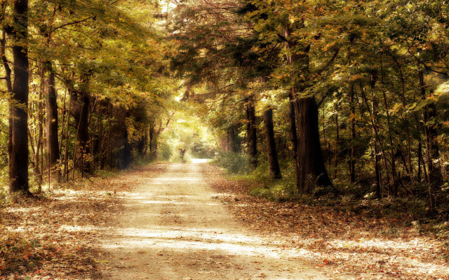 Dirt road fall trees leaves #4 free wallpaper for desktop - medium preview image